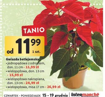 Gwiazda betlejemska jednopędowa 11 cm