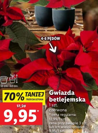 Lidl Gwiazda betlejemska oferta