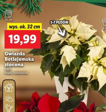 Lidl Gwiazda betlejemska złocona biała 32 cm oferta