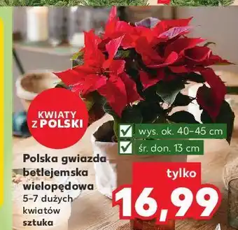 Kaufland Gwiazda betlejemska 13 cm oferta