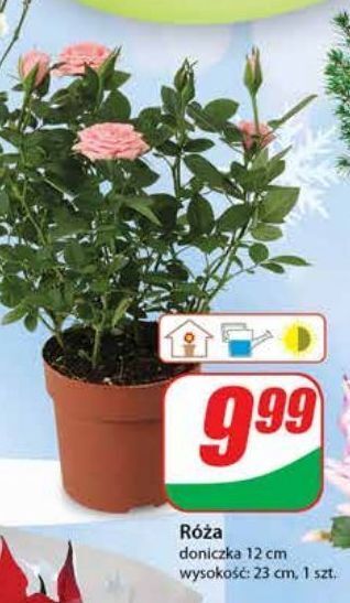Dino Róża 12 cm oferta