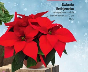 Polomarket Gwiazda betlejemska oferta