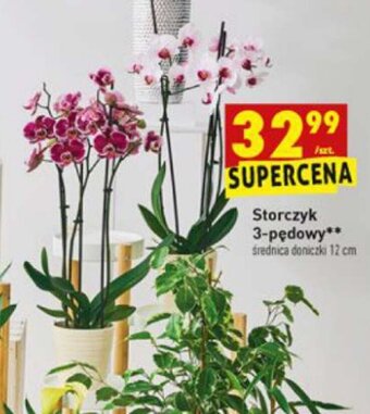 Biedronka Storczyk 3-pędowy oferta