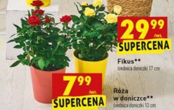 Róża w doniczce