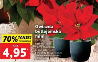 Lidl Gwiazda betlejemska mini oferta