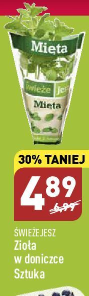 ALDI Mięta świeże jesz oferta
