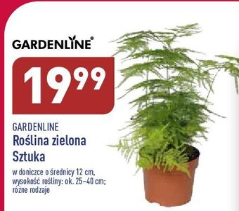 ALDI Roślina zielona garden line oferta