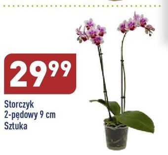 ALDI Storczyk 2-pędowy don. 9 cm oferta