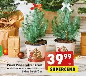 Biedronka Pinus pinea silver crest w doniczce z ozdobami 17 cm oferta