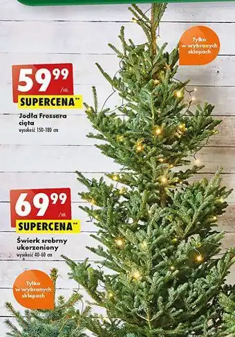 Biedronka Jodła fressera 150-180 cm oferta