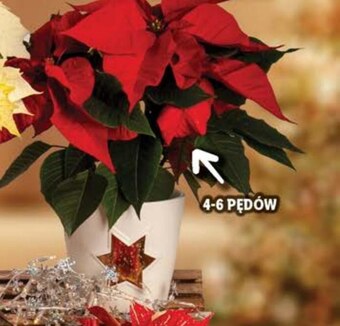 Lidl Gwiazda betlejemska oferta