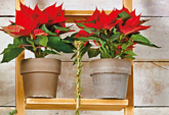 Biedronka Roślina doniczkowa oferta