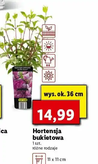 Lidl Hortensja bukietowa 36 cm 1 SZT oferta