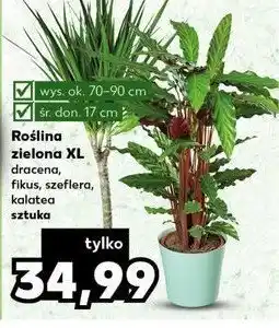 Biedronka Fikus w don. 17 cm 1 SZT oferta