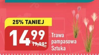 ALDI Trawa pampasowa oferta