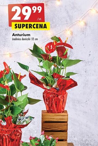 Biedronka Anturium 12 cm oferta