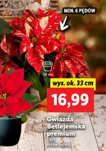 Lidl Gwiazda betlejemska premium 33 cm oferta