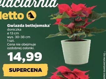 Netto Gwiazda betlejemska 13 cm oferta