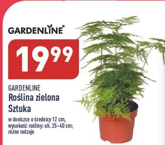 ALDI Roślina zielona garden line oferta