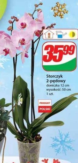 Dino Storczyk 2 pędowy oferta