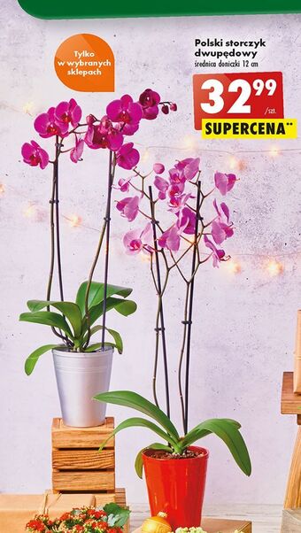 Biedronka Storczyk dwupędowy don. 12 cm oferta
