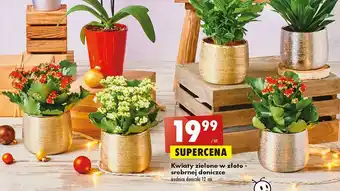 Biedronka Kwiat zielony w złoto-srebrnej doniczce 12 cm oferta