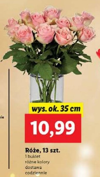 Lidl Róża oferta