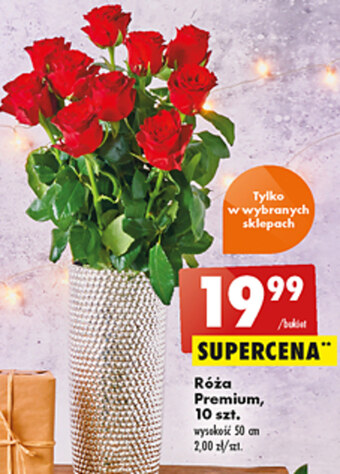Biedronka Róża oferta