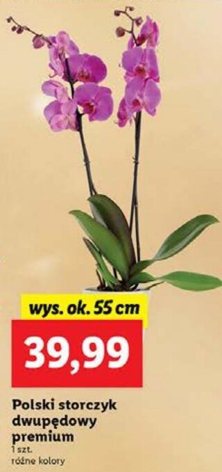 Lidl Storczyk oferta