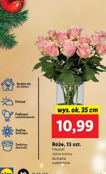 Lidl Róże oferta