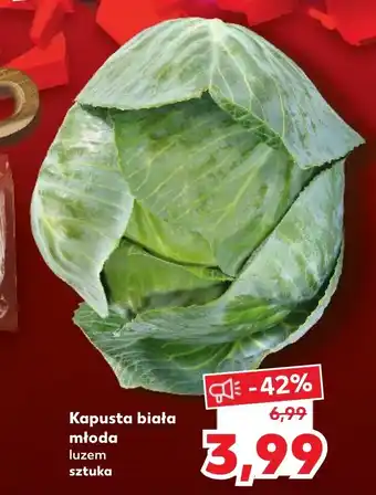 Kaufland Kapusta biała młoda 1sztuka oferta