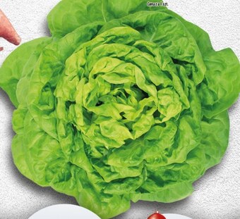 Topaz Sałata masłowa oferta