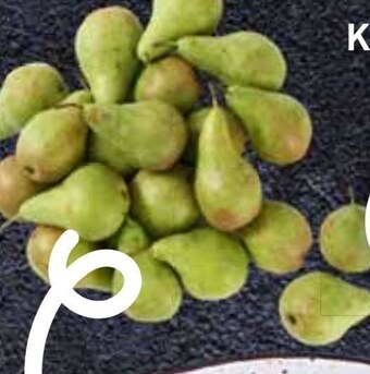 Stokrotka Gruszka oferta