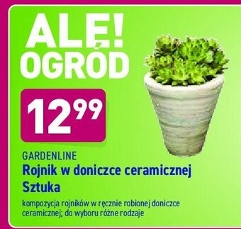 ALDI Rojnik w doniczce ceramicznej 1 SZT oferta