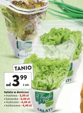 Intermarche Sałata karbowana zielona z sadów i pól oferta