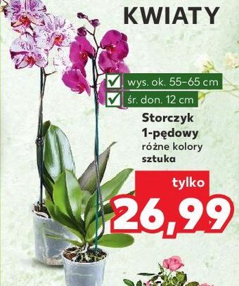 Kaufland Storczyk 1-pędowy don. 12 cm oferta