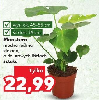 Kaufland Monstera don. 14 cm oferta