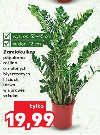 Kaufland Zamiokulkas 12 cm oferta