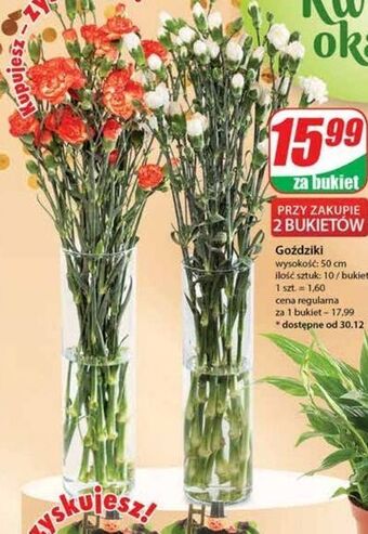 Dino Goździki bukiet oferta