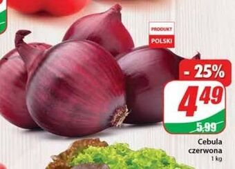 Dino Cebula czerwona oferta