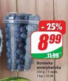 Dino Borówki amerykańskie oferta