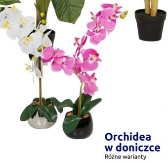 Action Sztuczna roślina oferta