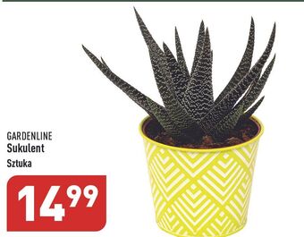 ALDI Sukulent garden line oferta