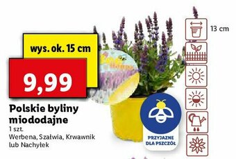 Lidl Bylina miododajna - szałwia 15 cm 1 SZT oferta