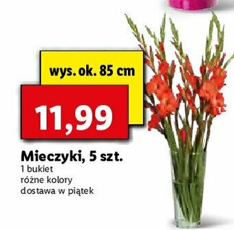 Lidl Mieczyk dł. 85 cm 1 OPAK 5 SZT oferta