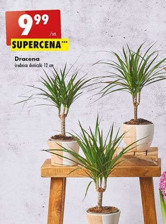 Biedronka Dracena oferta