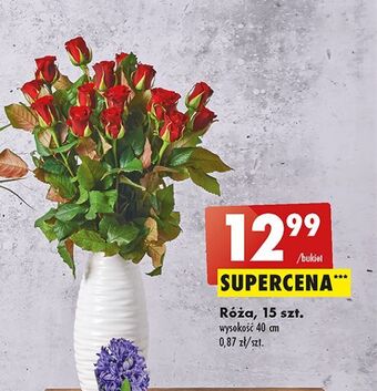 Biedronka Róże oferta
