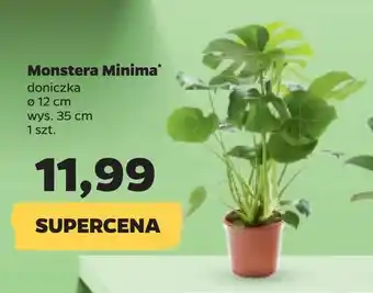 Netto Monstera minima oferta