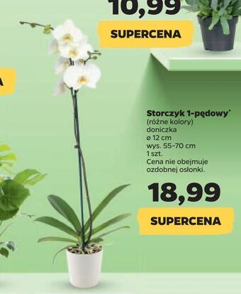 Netto Storczyk 1-pędowy oferta