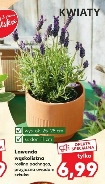 Kaufland Lawenda wąskolistna oferta
